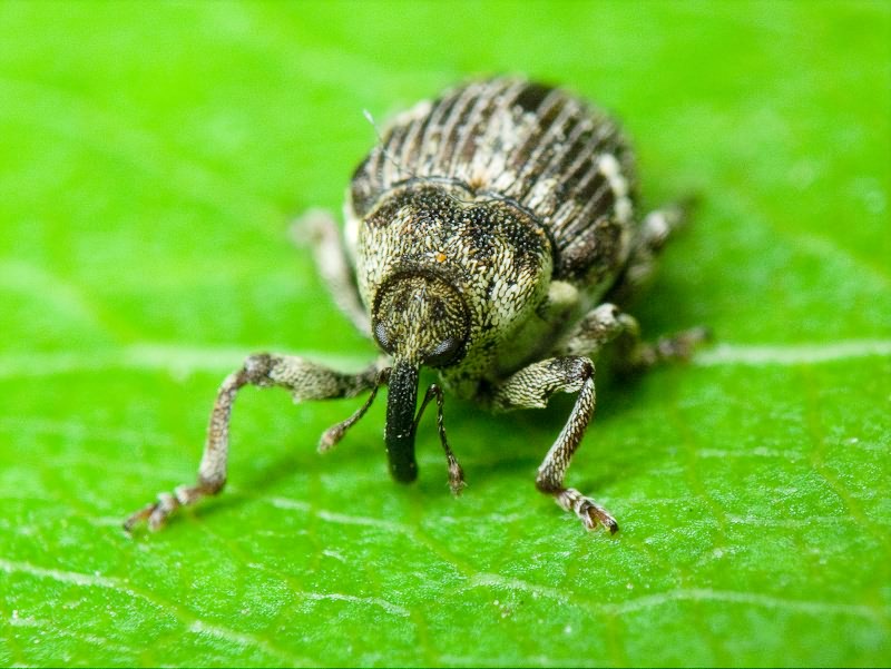 Nedyus quadrimaculatus (Linnaeus, 1758)